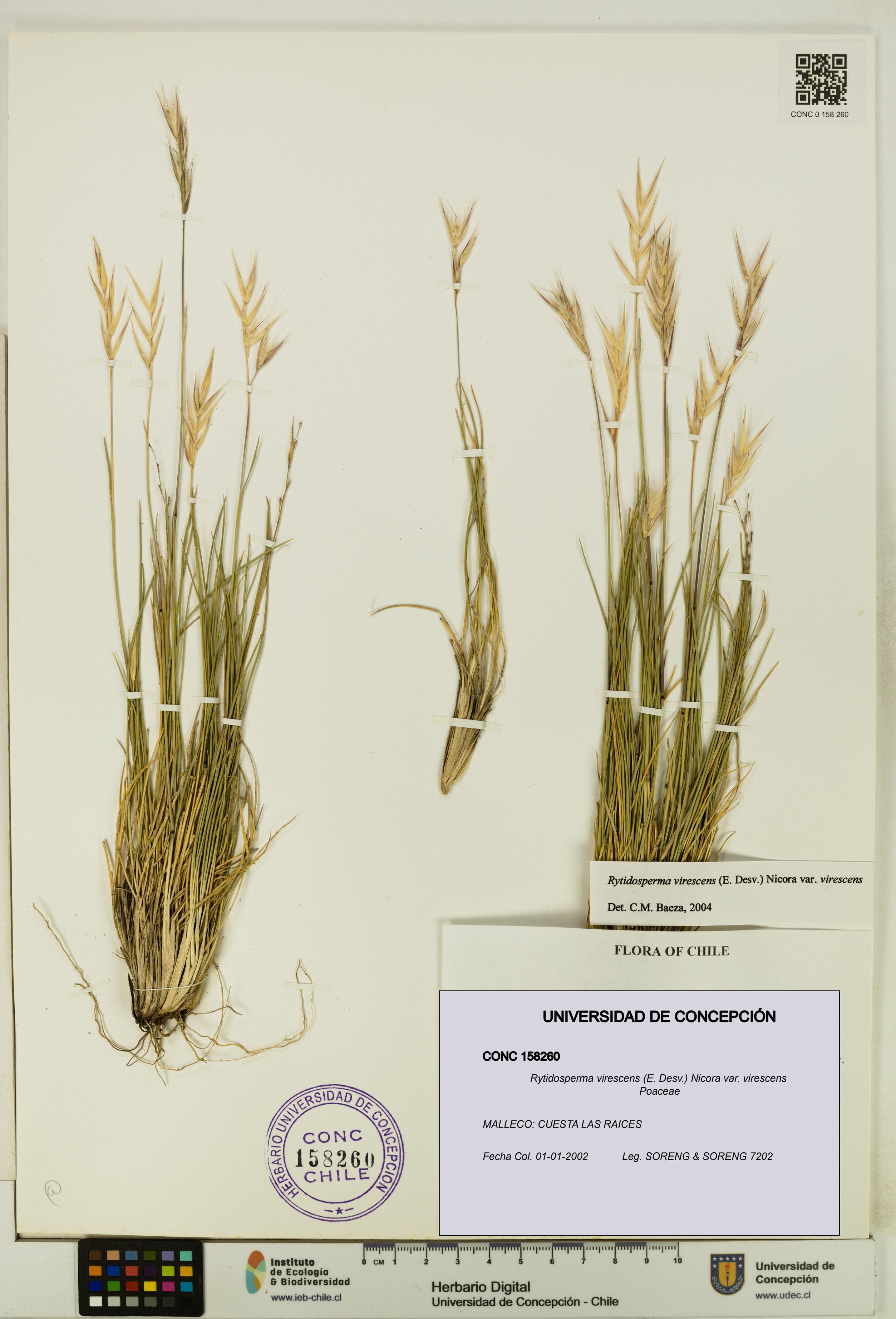 Rytidosperma virescens var. virescens [Espécimen: UDEC:CONC:0158260]