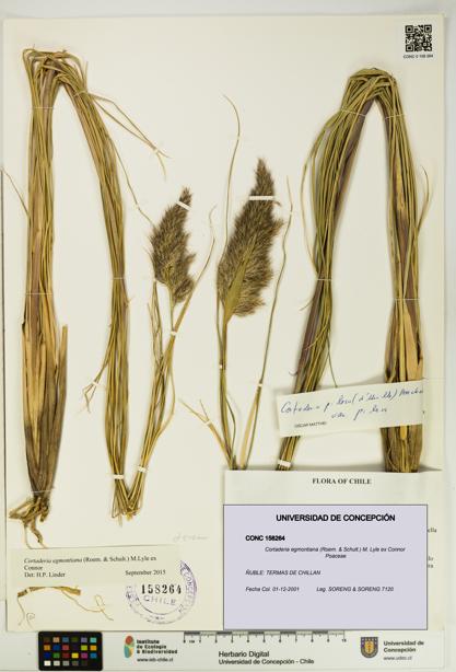 Cortaderia egmontiana [Espécimen: UDEC:CONC:0158264]