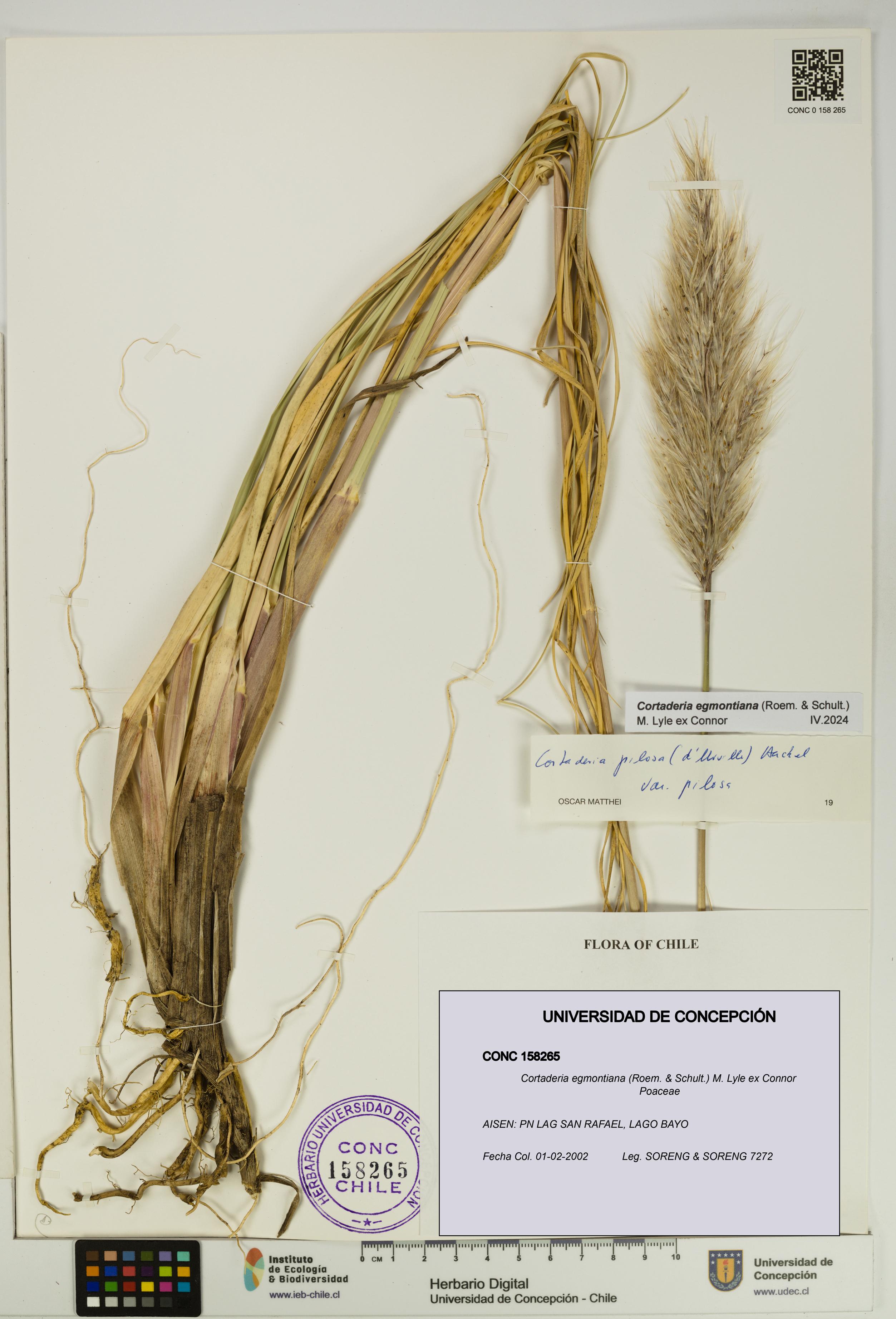 Cortaderia egmontiana [Espécimen: UDEC:CONC:0158265]