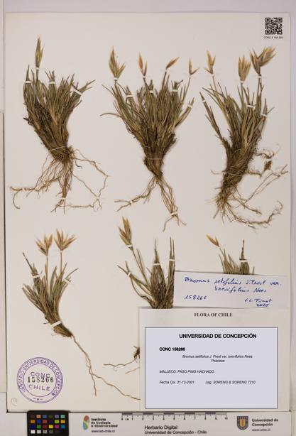 Bromus setifolius var. brevifolius [Espécimen: UDEC:CONC:0158266]