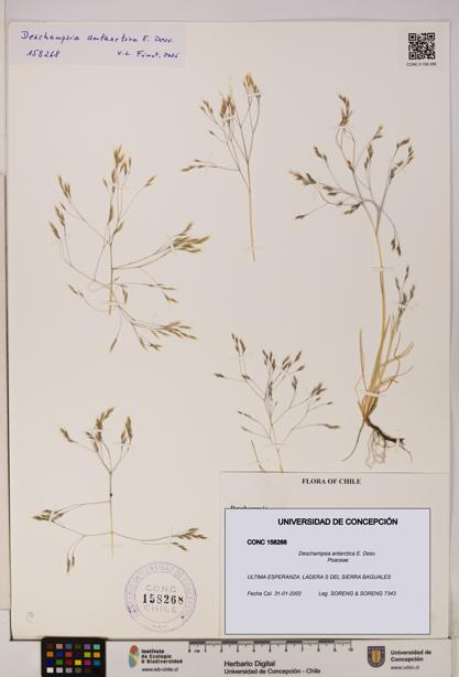 Deschampsia antarctica [Espécimen: UDEC:CONC:0158268]