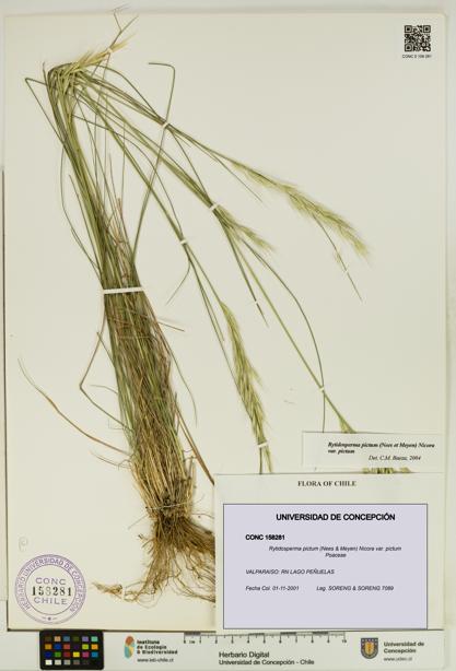 Rytidosperma pictum var. pictum [Espécimen: UDEC:CONC:0158281]