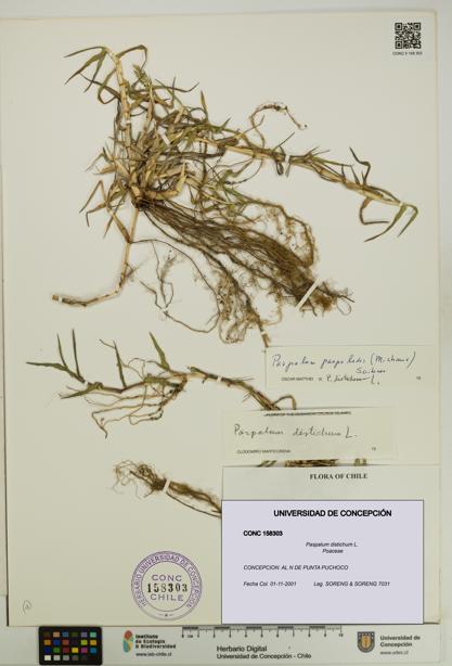 Paspalum distichum [Espécimen: UDEC:CONC:0158303]