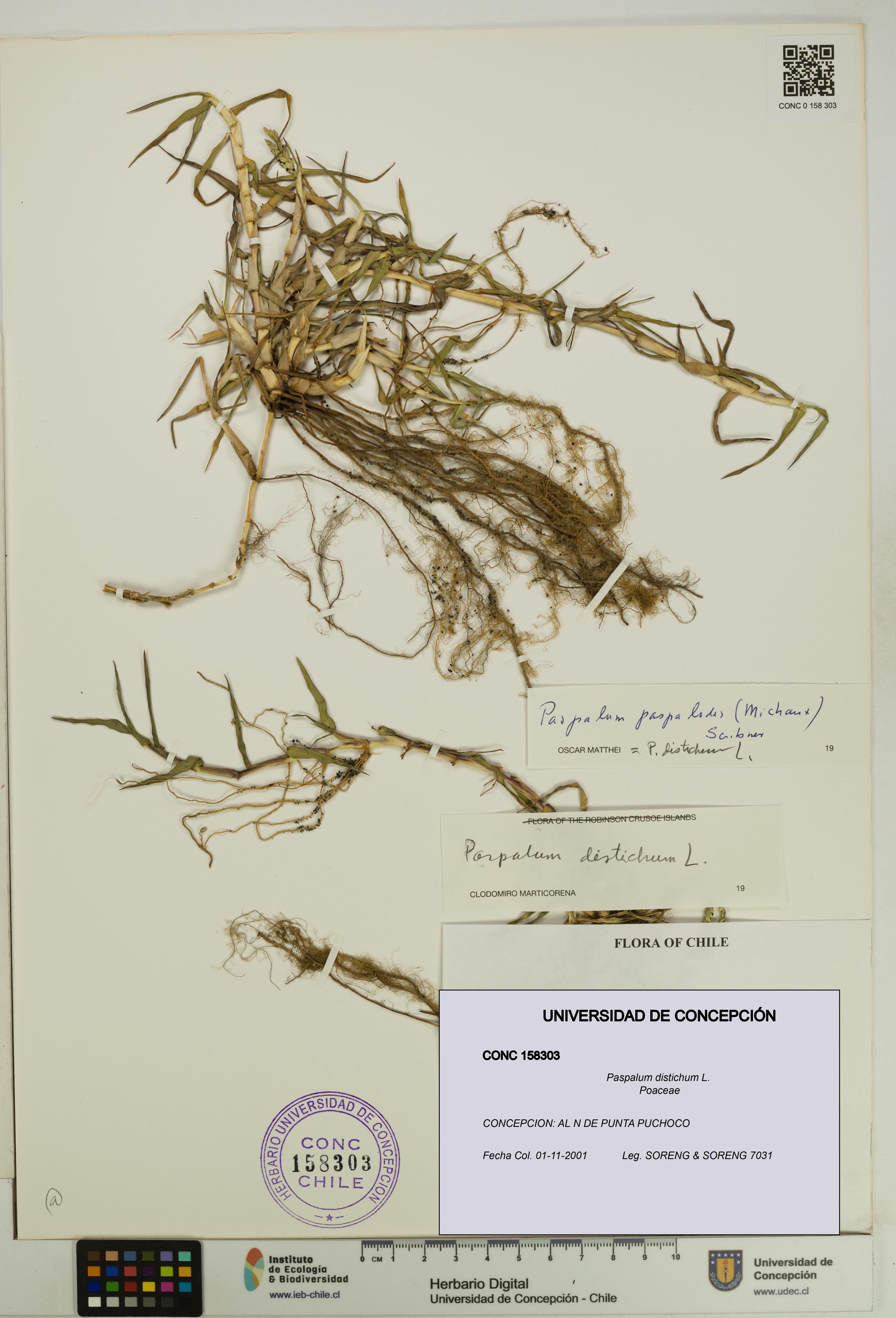 Paspalum distichum [Espécimen: UDEC:CONC:0158303]