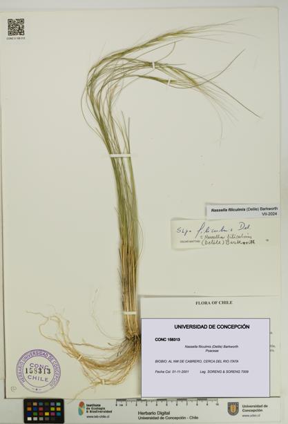 Nassella filiculmis [Espécimen: UDEC:CONC:0158313]