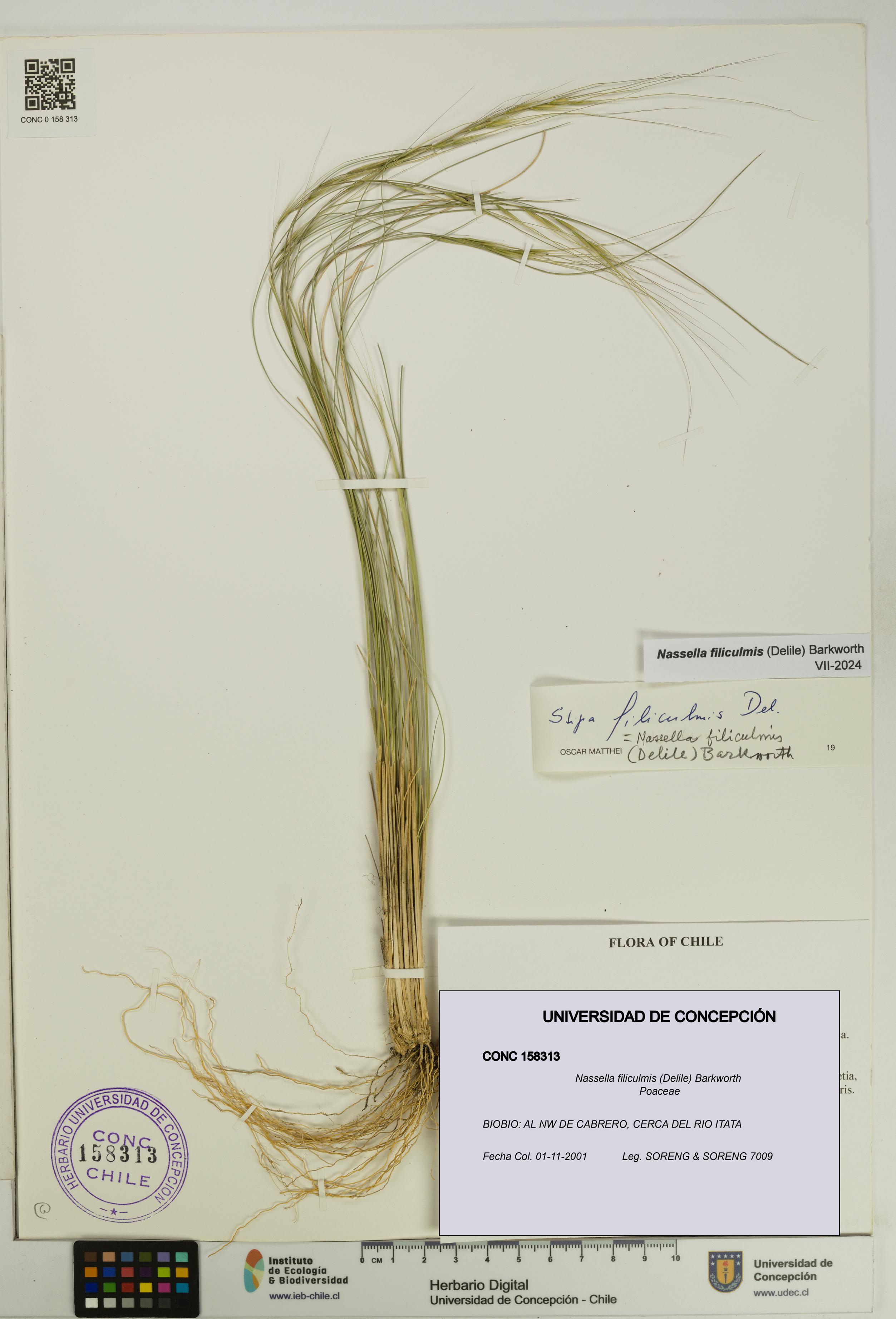 Nassella filiculmis [Espécimen: UDEC:CONC:0158313]