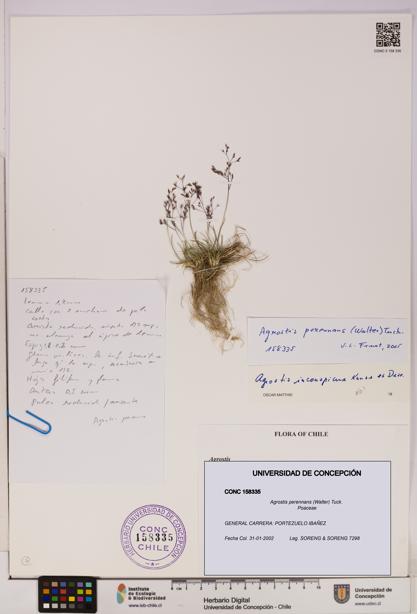 Agrostis perennans [Espécimen: UDEC:CONC:0158335]