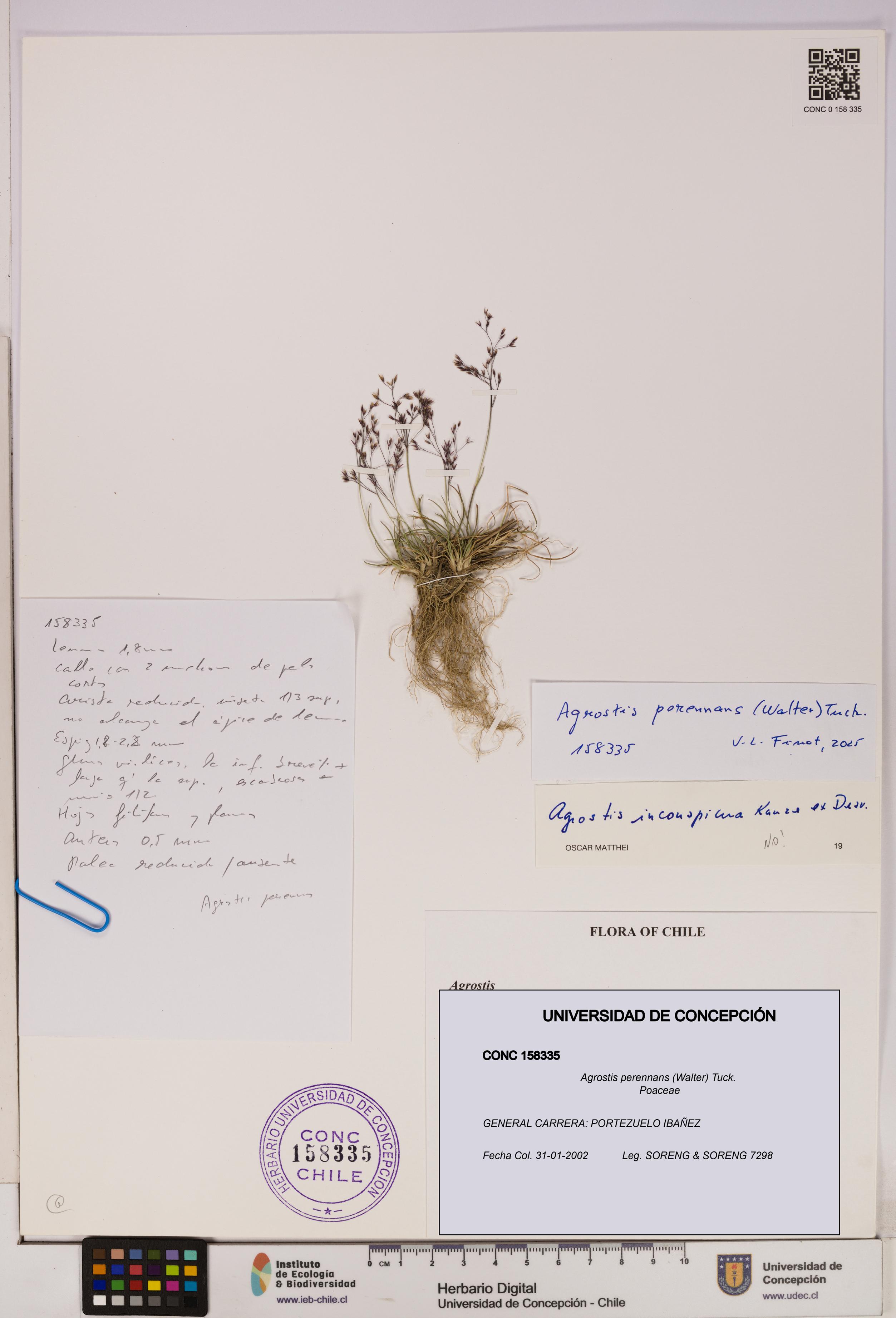 Agrostis perennans [Espécimen: UDEC:CONC:0158335]