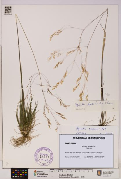 Agrostis serranoi [Espécimen: UDEC:CONC:0158339]