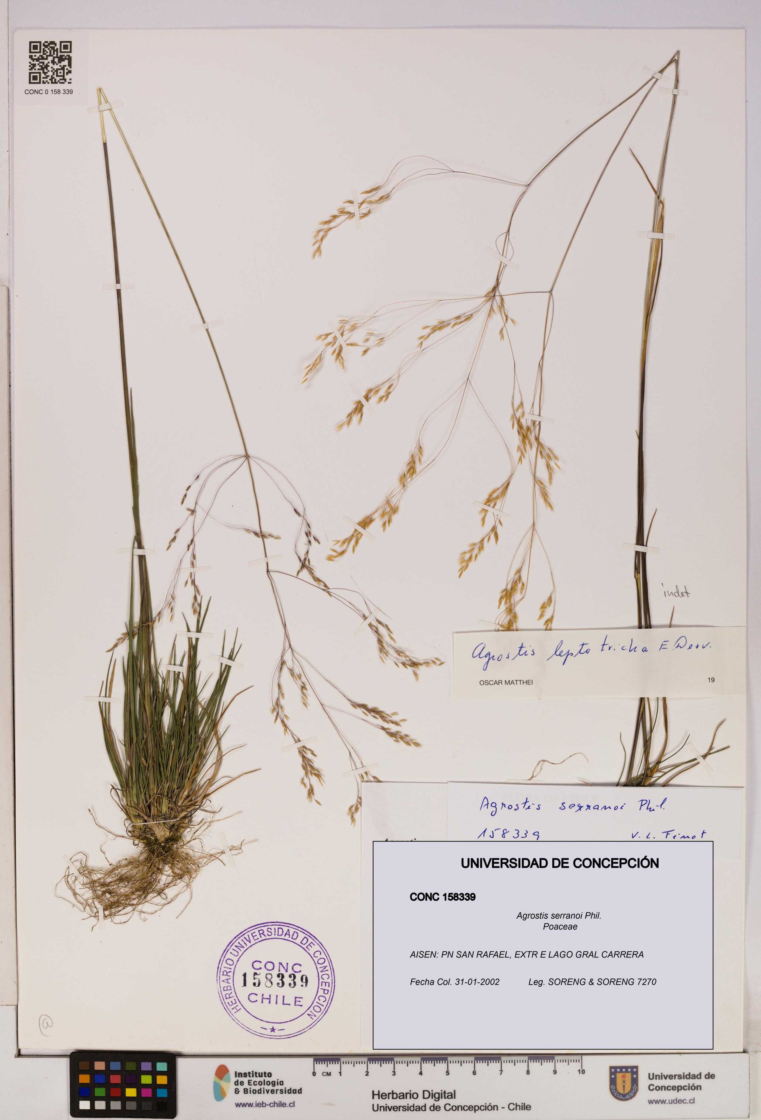 Agrostis serranoi [Espécimen: UDEC:CONC:0158339]