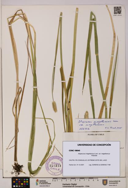 Alopecurus magellanicus var. magellanicus [Espécimen: UDEC:CONC:0158343]