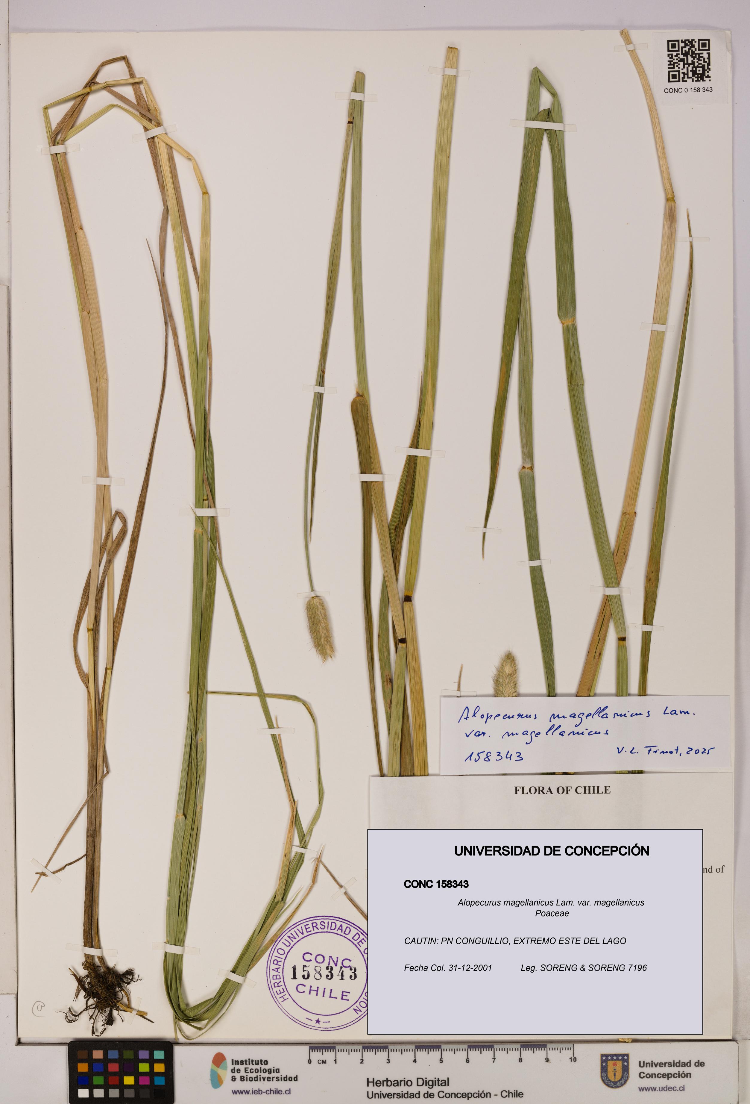 Alopecurus magellanicus var. magellanicus [Espécimen: UDEC:CONC:0158343]
