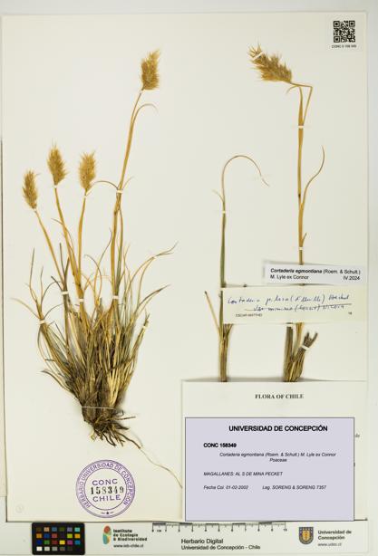 Cortaderia egmontiana [Espécimen: UDEC:CONC:0158349]