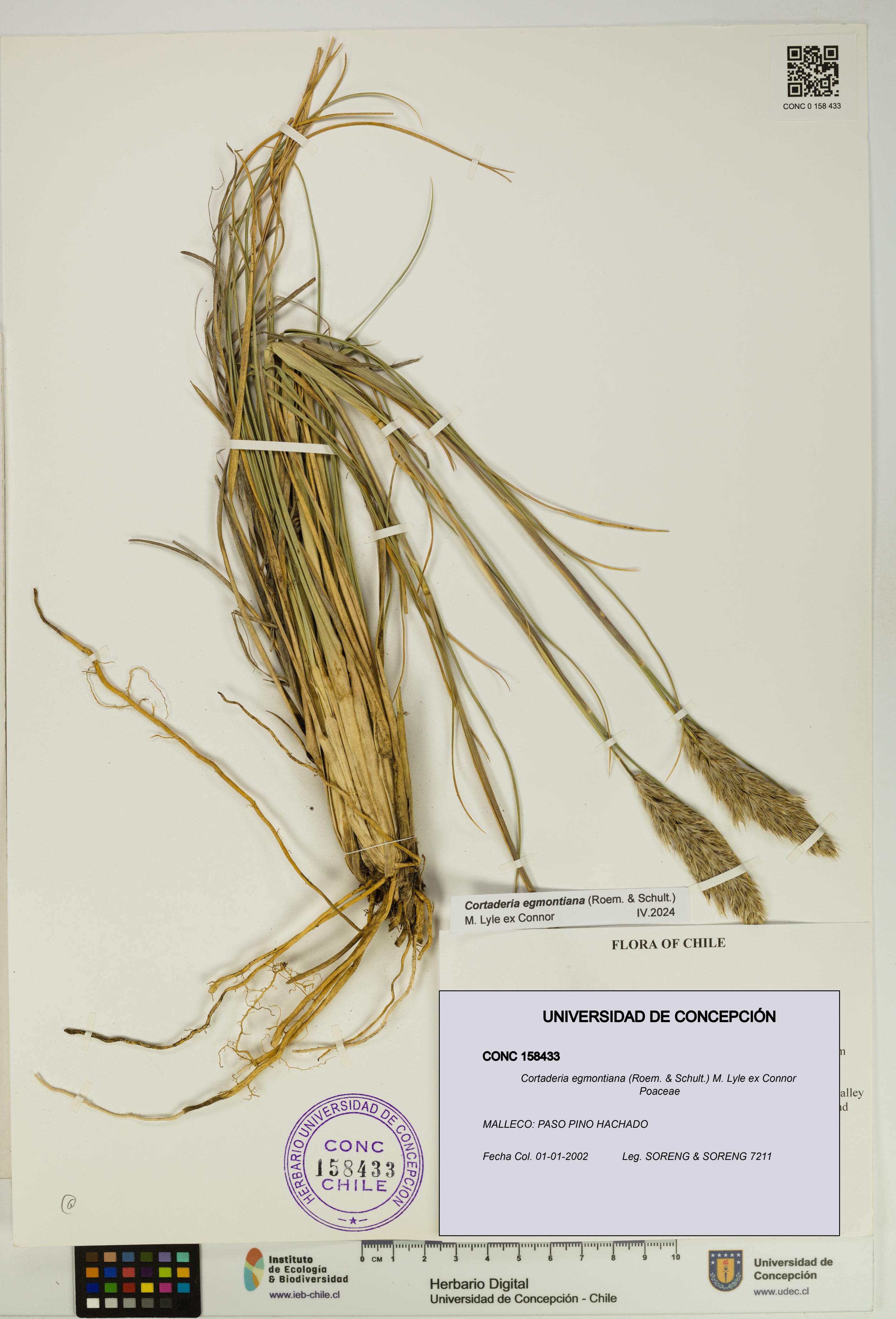 Cortaderia egmontiana [Espécimen: UDEC:CONC:0158433]