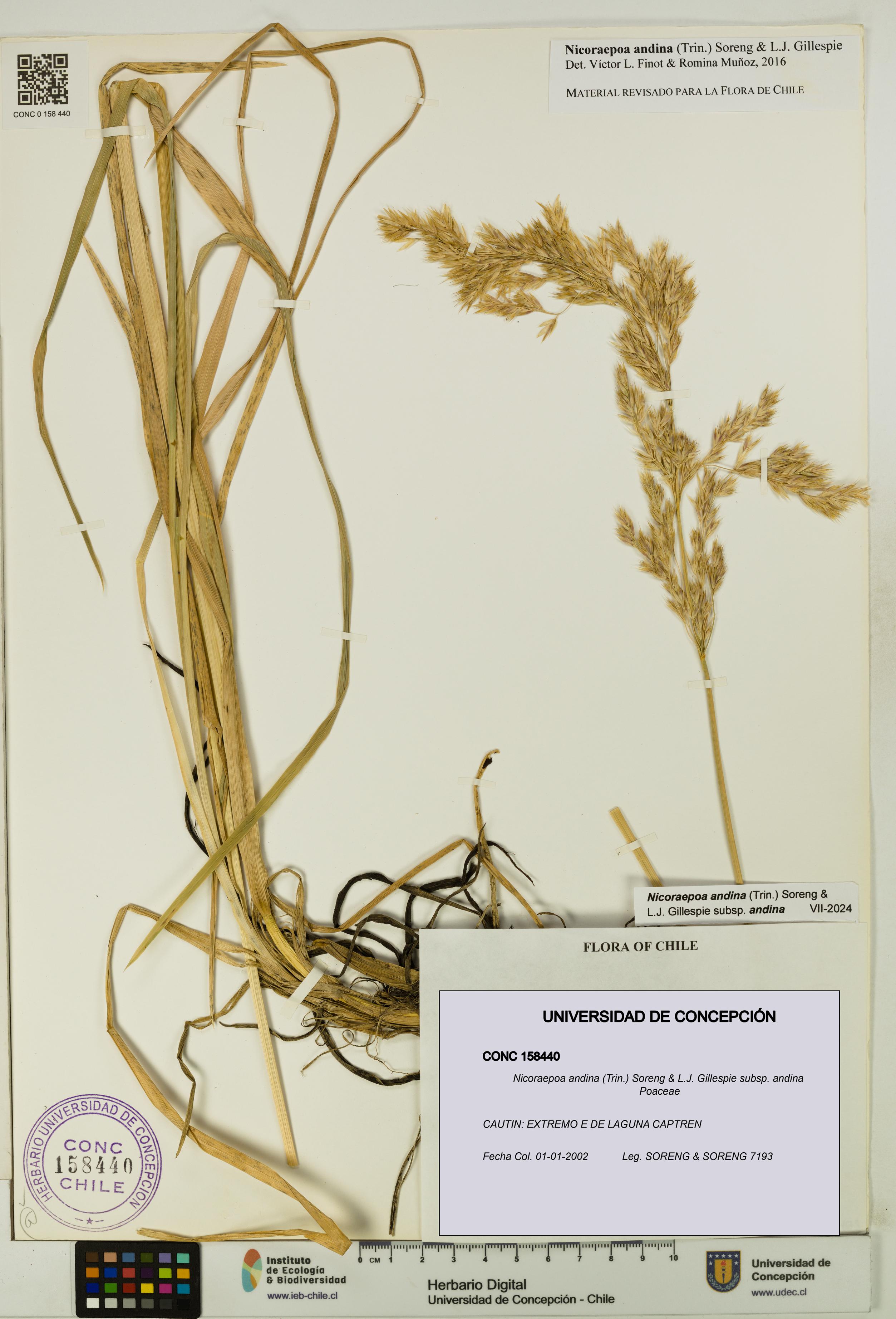 Nicoraepoa andina subsp. andina [Espécimen: UDEC:CONC:0158440]