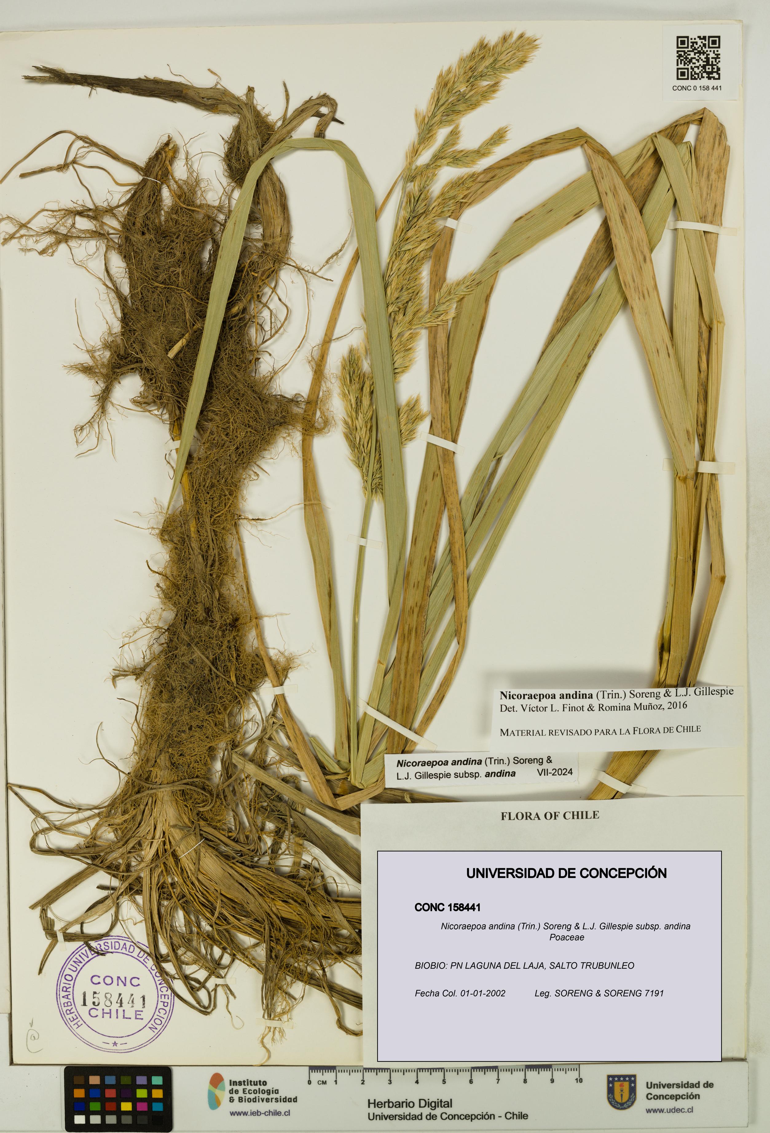 Nicoraepoa andina subsp. andina [Espécimen: UDEC:CONC:0158441]