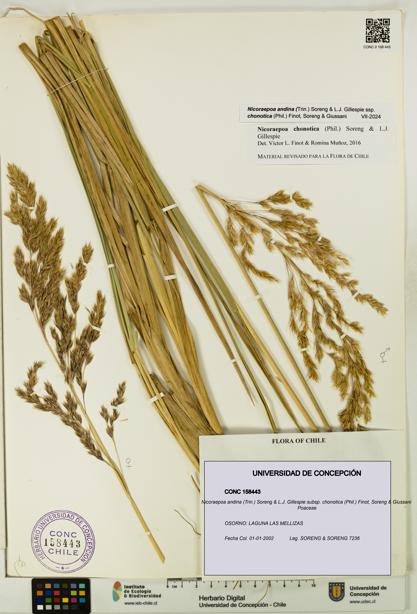 Nicoraepoa andina subsp. chonotica [Espécimen: UDEC:CONC:0158443]