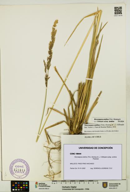 Nicoraepoa andina subsp. andina [Espécimen: UDEC:CONC:0158444]