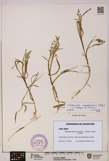 Xcatanellia werdermannii [Espécimen: UDEC:CONC:0158476]