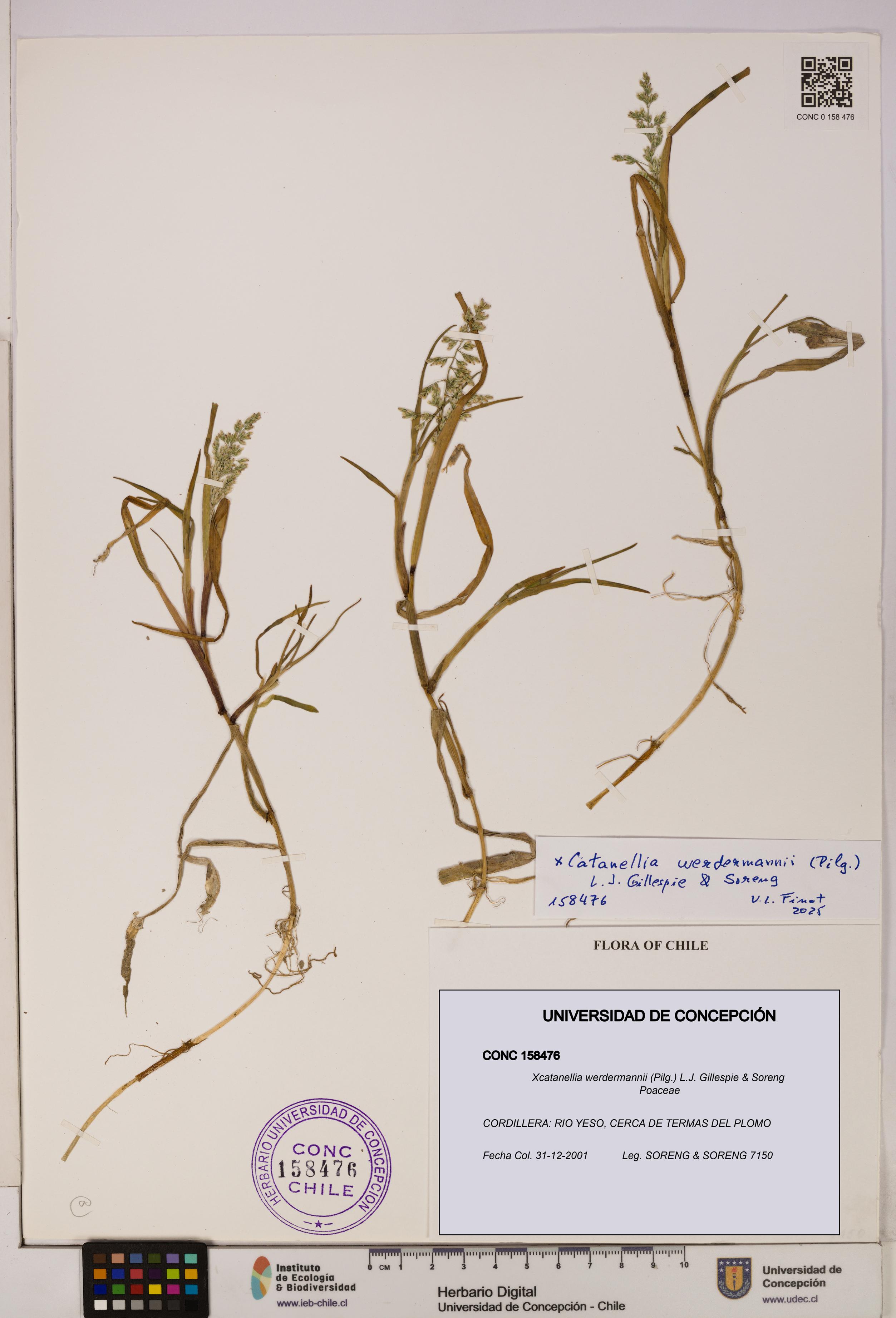 Xcatanellia werdermannii [Espécimen: UDEC:CONC:0158476]