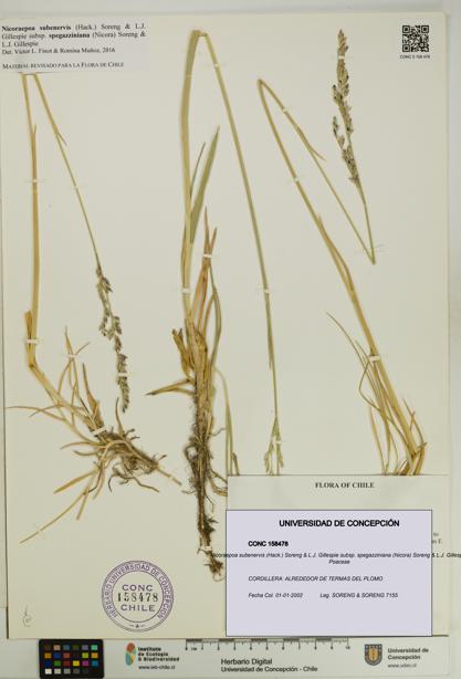 Nicoraepoa subenervis subsp. spegazziniana [Espécimen: UDEC:CONC:0158478]