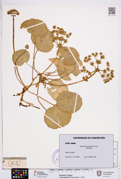 Hydrocotyle bonariensis [Espécimen: ]