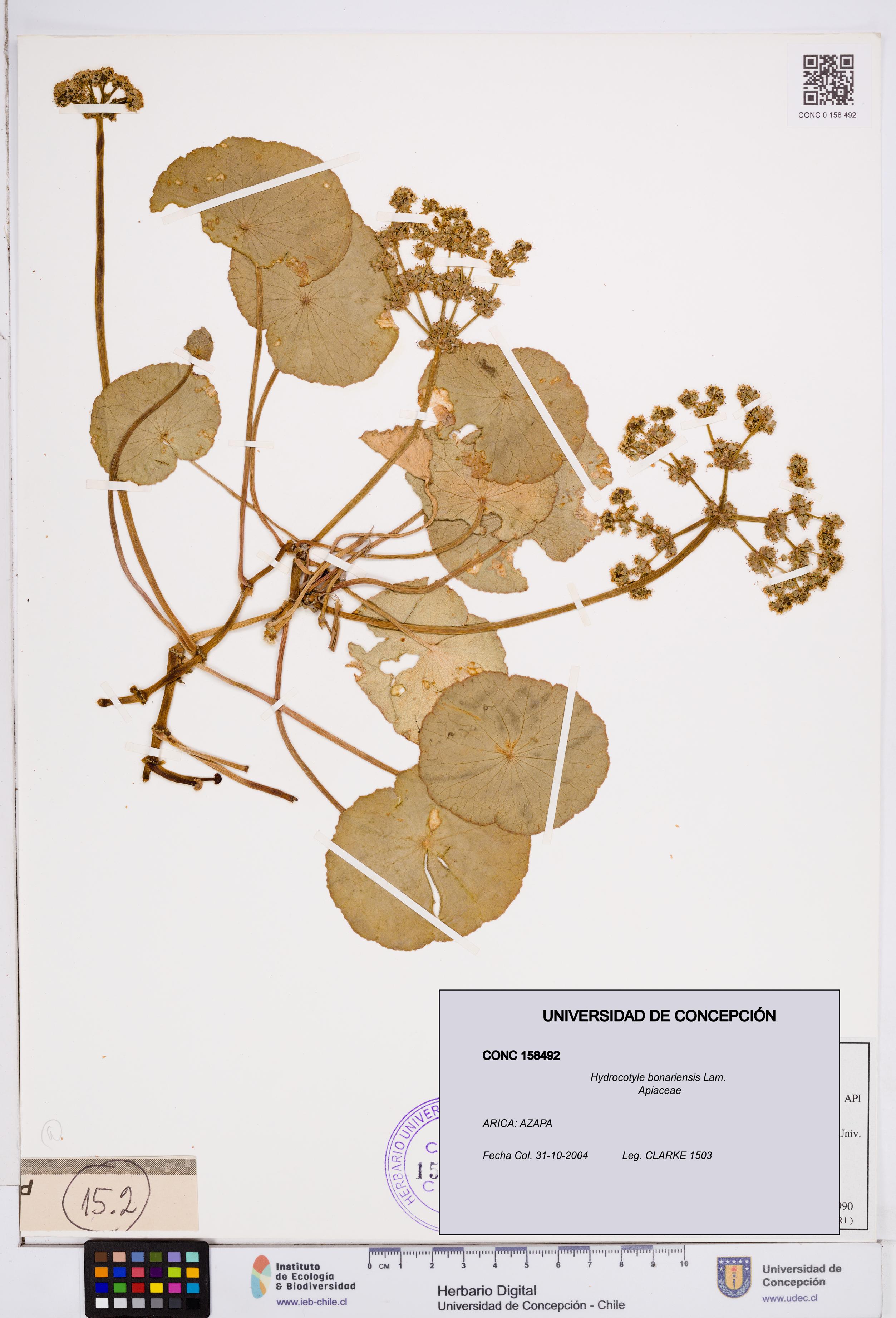 Hydrocotyle bonariensis [Espécimen: ]