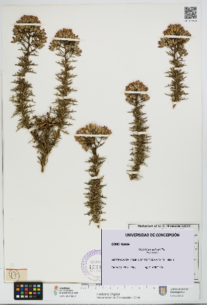 Oxyphyllum ulicinum [Espécimen: ]