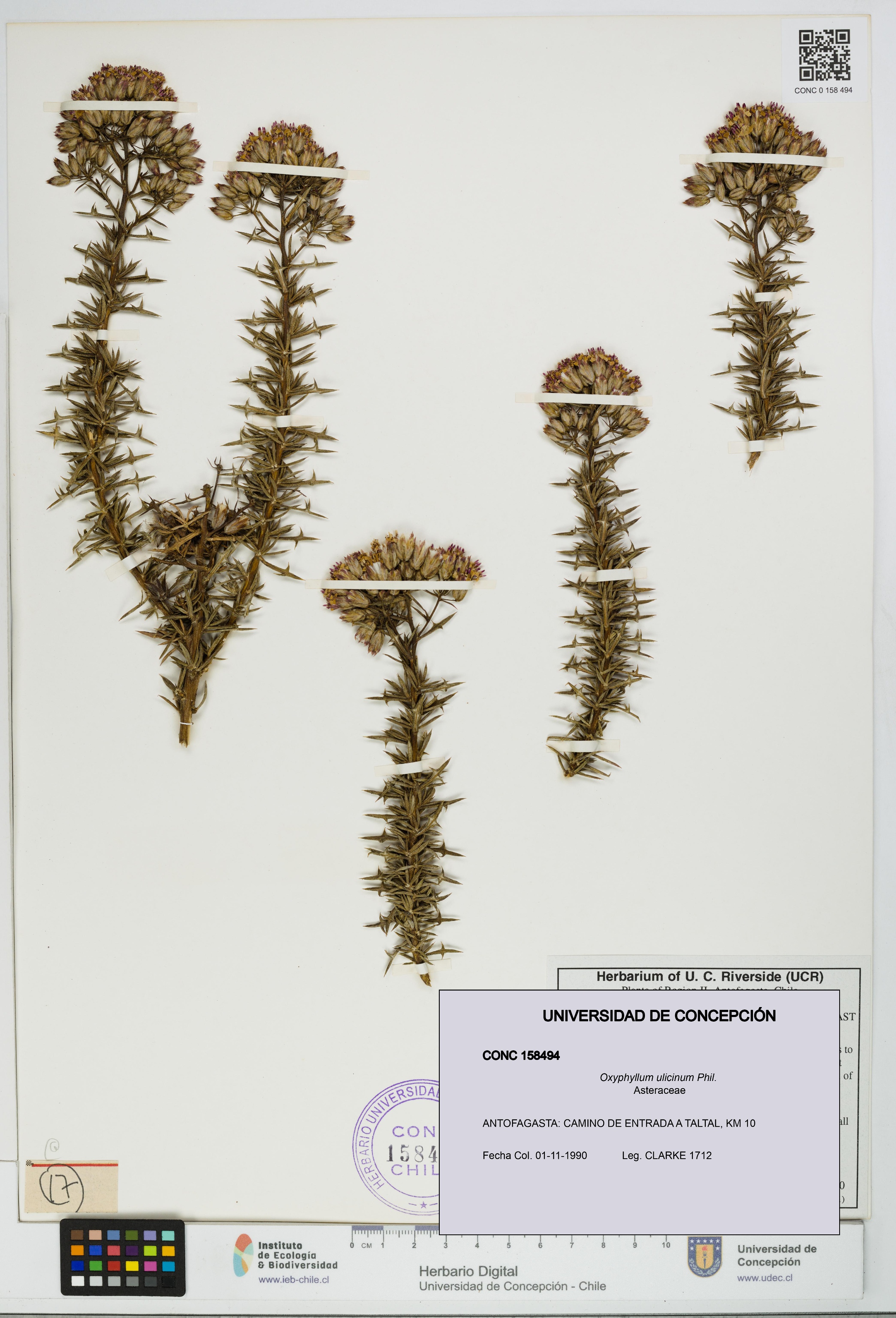 Oxyphyllum ulicinum [Espécimen: ]
