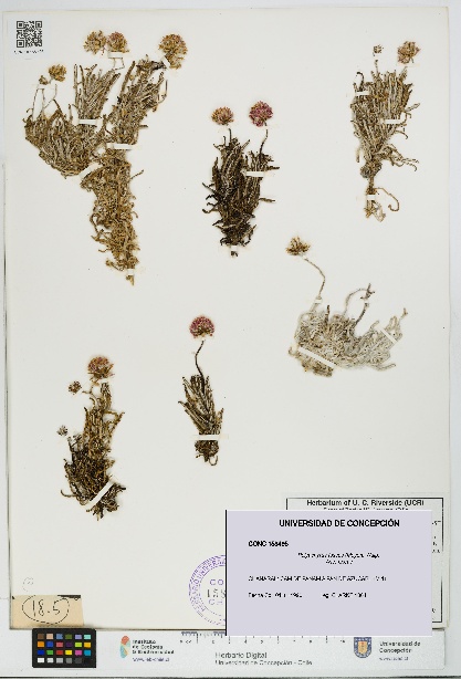 Polyachyrus fuscus [Espécimen: UDEC:CONC:0158495]