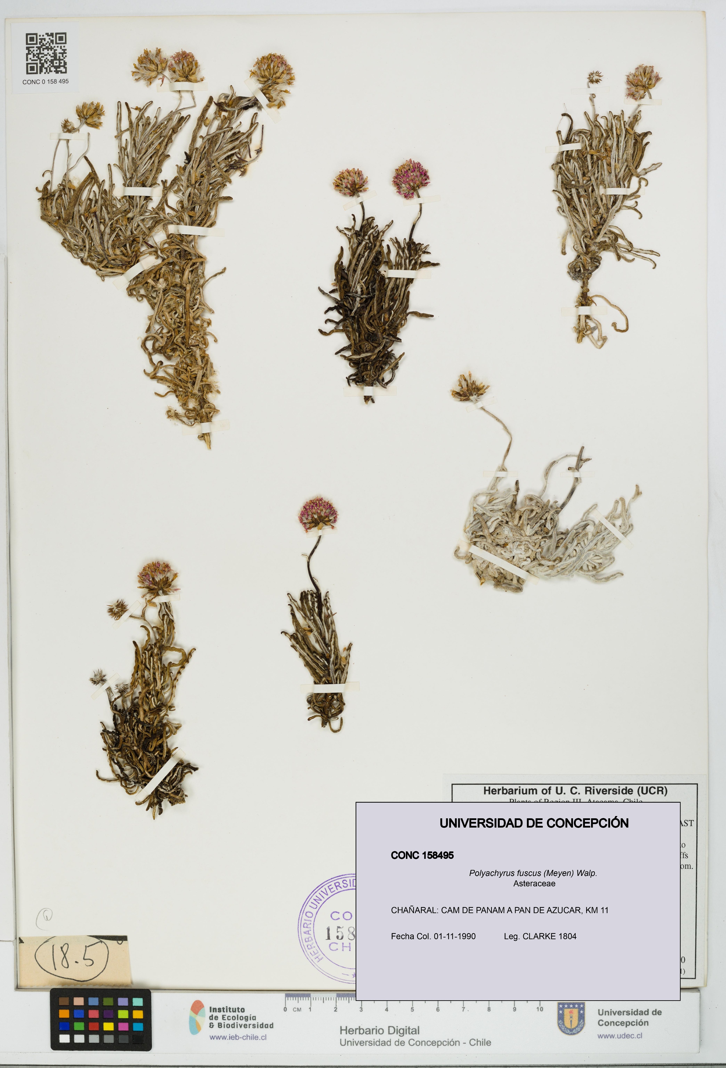 Polyachyrus fuscus [Espécimen: UDEC:CONC:0158495]