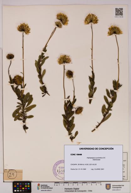 Haplopappus pulchellus [Espécimen: UDEC:CONC:0158496]