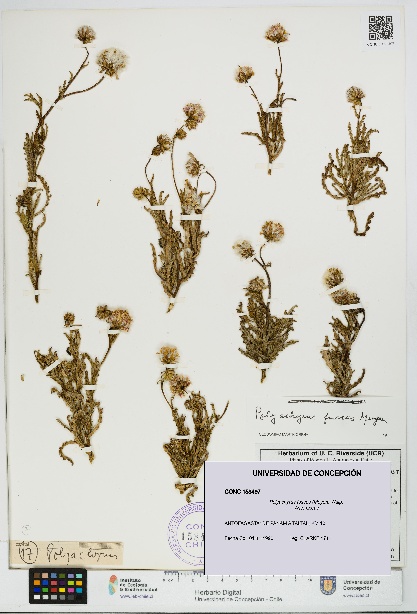Polyachyrus fuscus [Espécimen: UDEC:CONC:0158497]