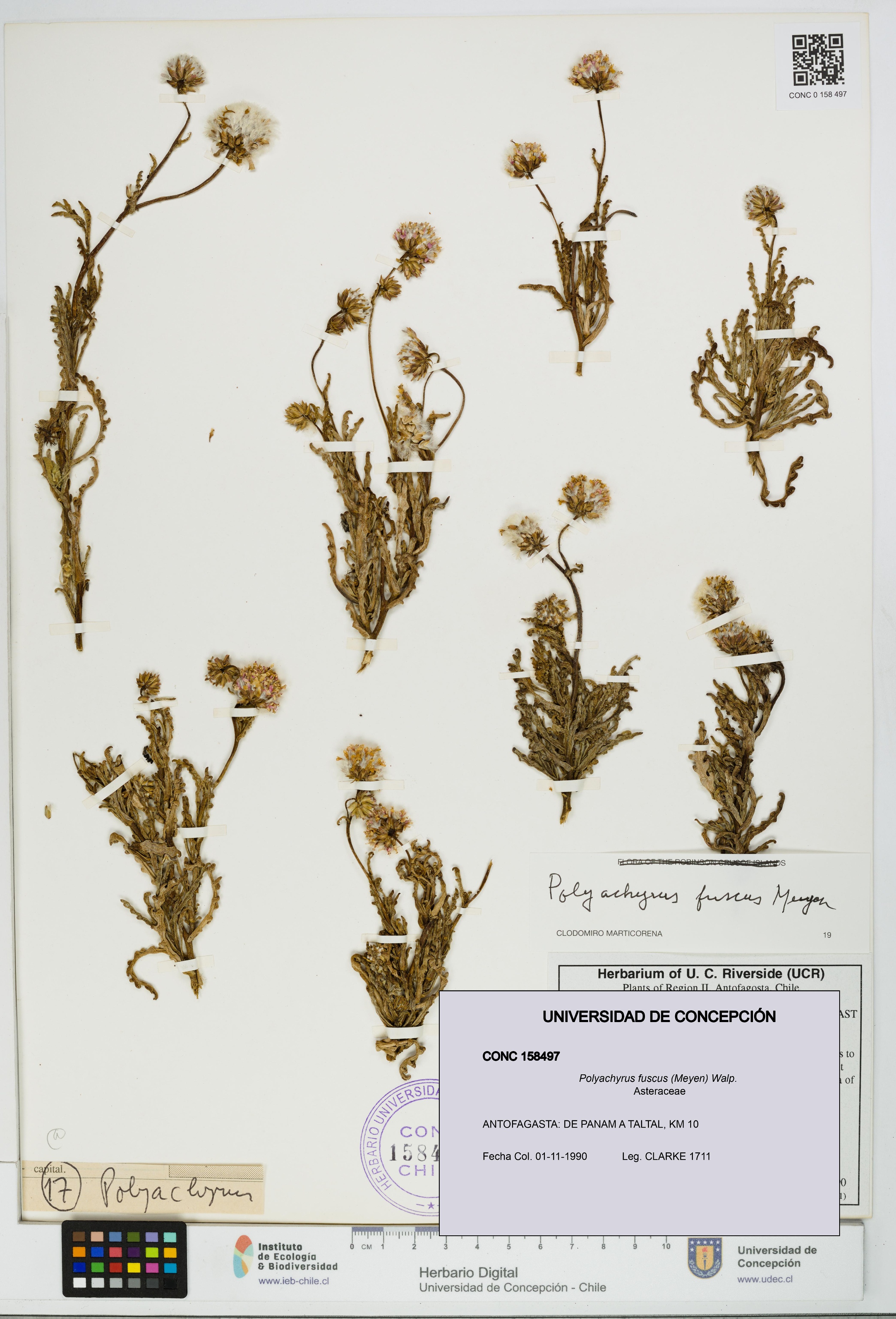 Polyachyrus fuscus [Espécimen: UDEC:CONC:0158497]