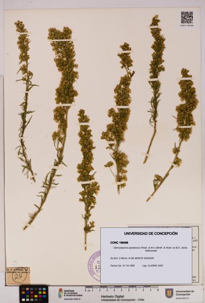 Ophryosporus paradoxus [Espécimen: UDEC:CONC:0158498]