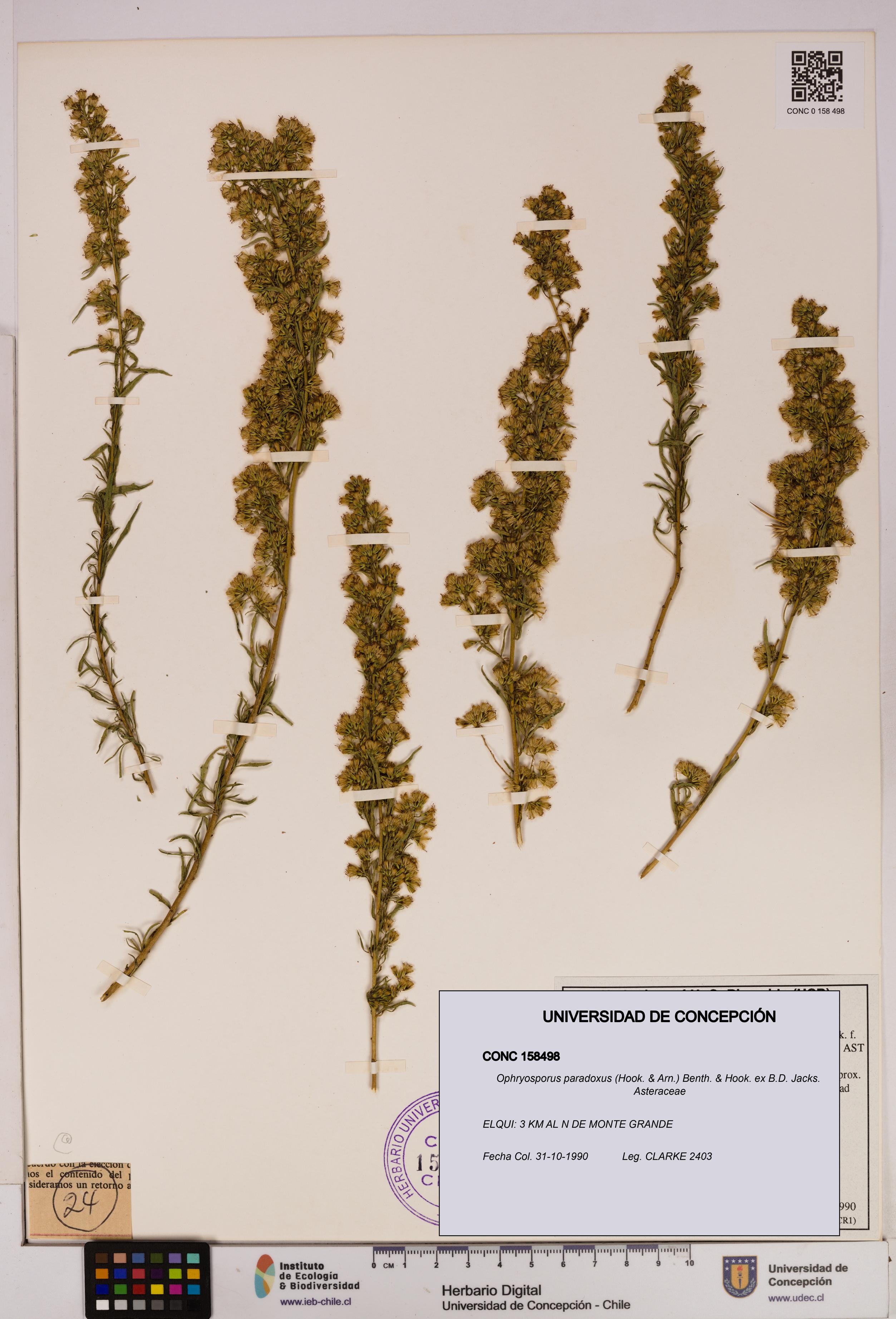 Ophryosporus paradoxus [Espécimen: UDEC:CONC:0158498]