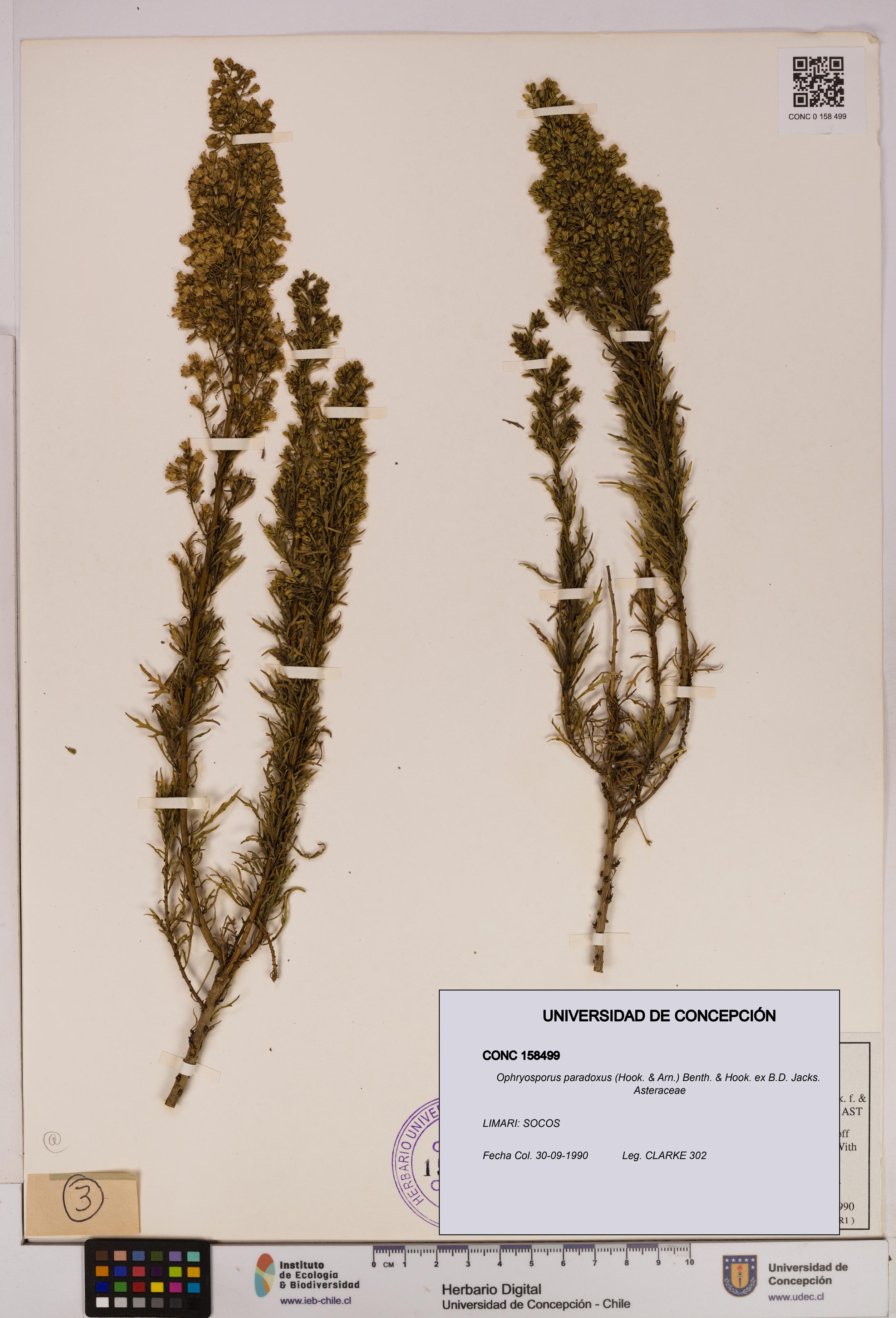 Ophryosporus paradoxus [Espécimen: UDEC:CONC:0158499]