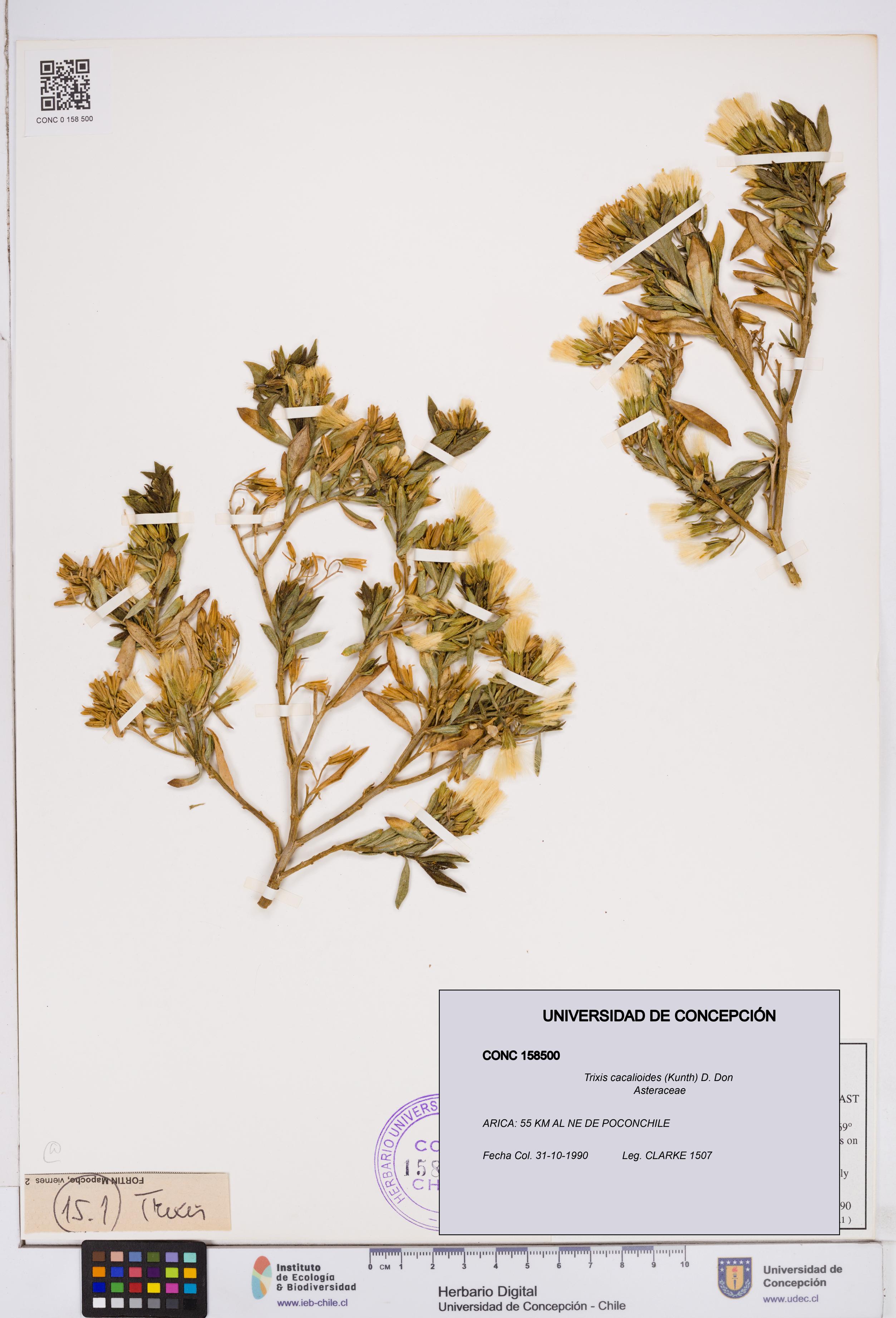 Trixis cacalioides [Espécimen: ]