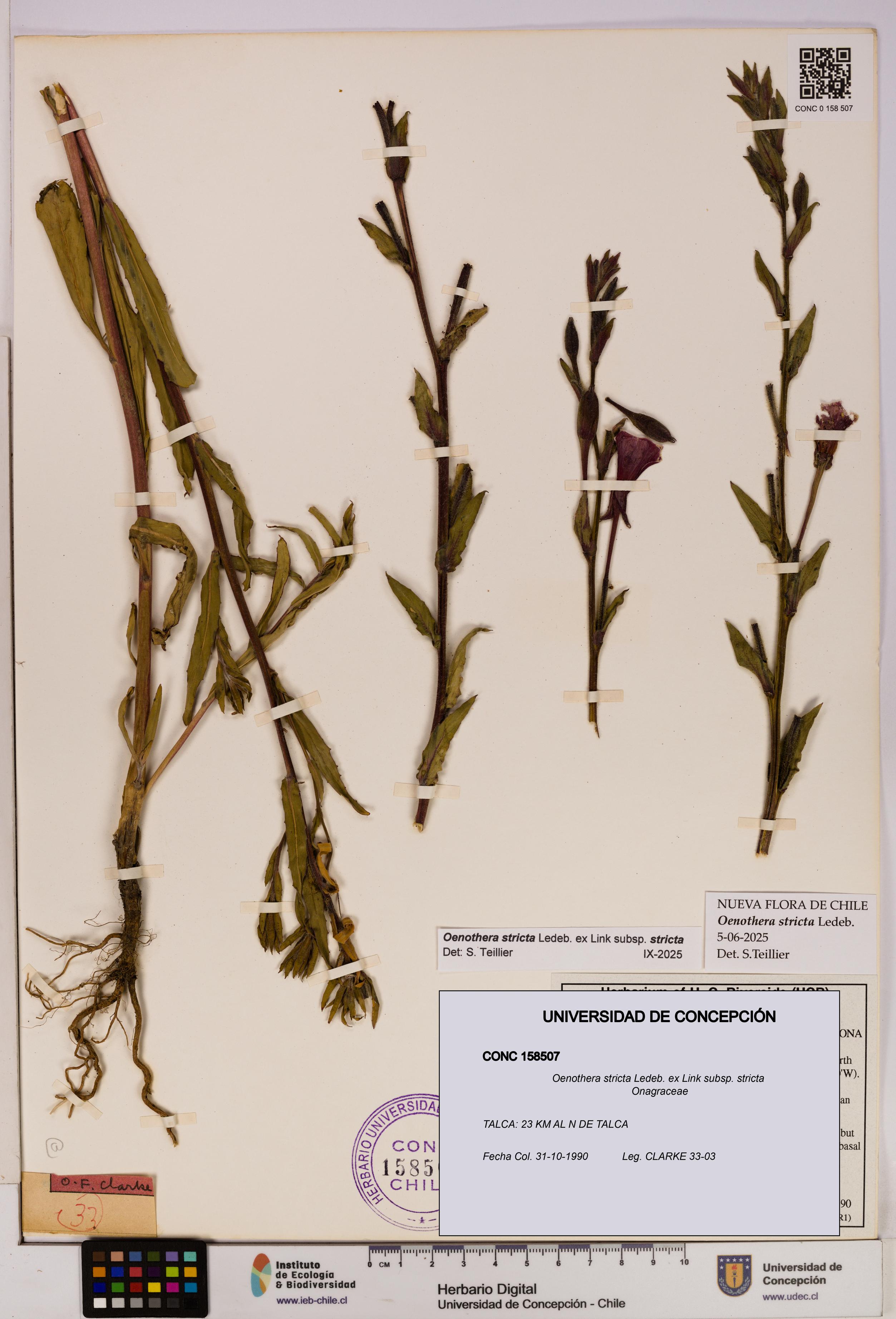Oenothera stricta subsp. stricta [Espécimen: UDEC:CONC:0158507]