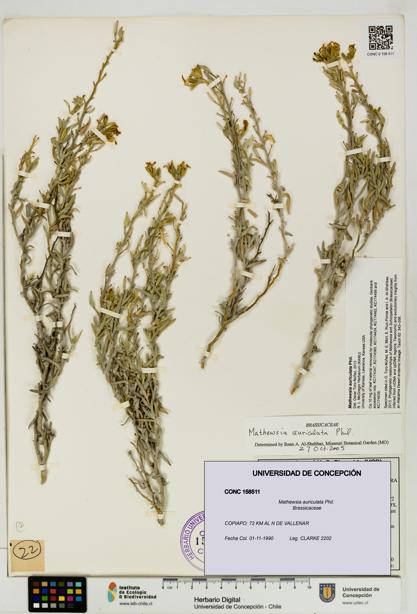 Mathewsia auriculata [Espécimen: UDEC:CONC:0158511]