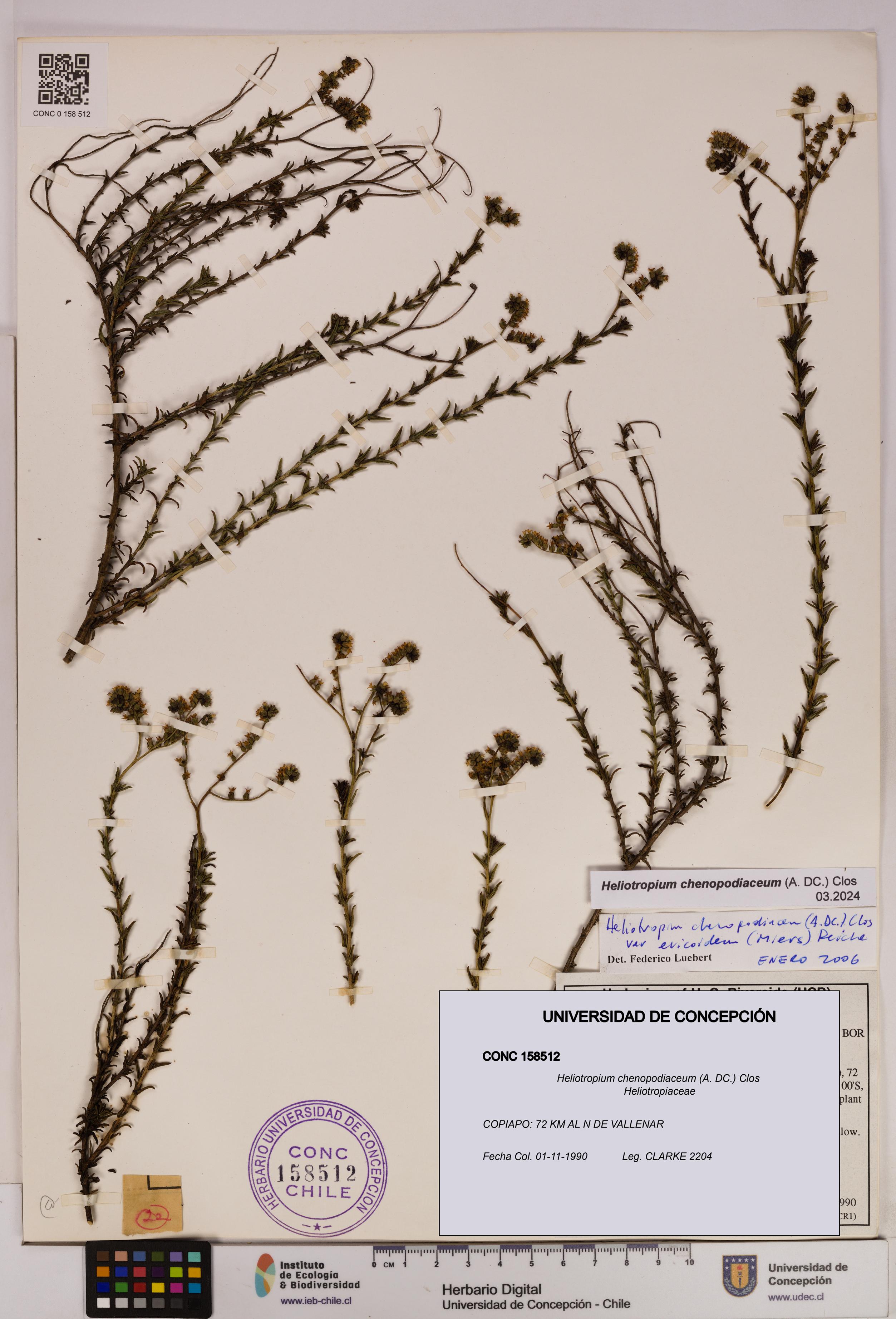 Heliotropium chenopodiaceum [Espécimen: UDEC:CONC:0158512]