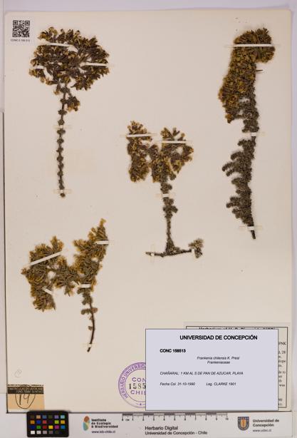 Frankenia chilensis [Espécimen: UDEC:CONC:0158513]