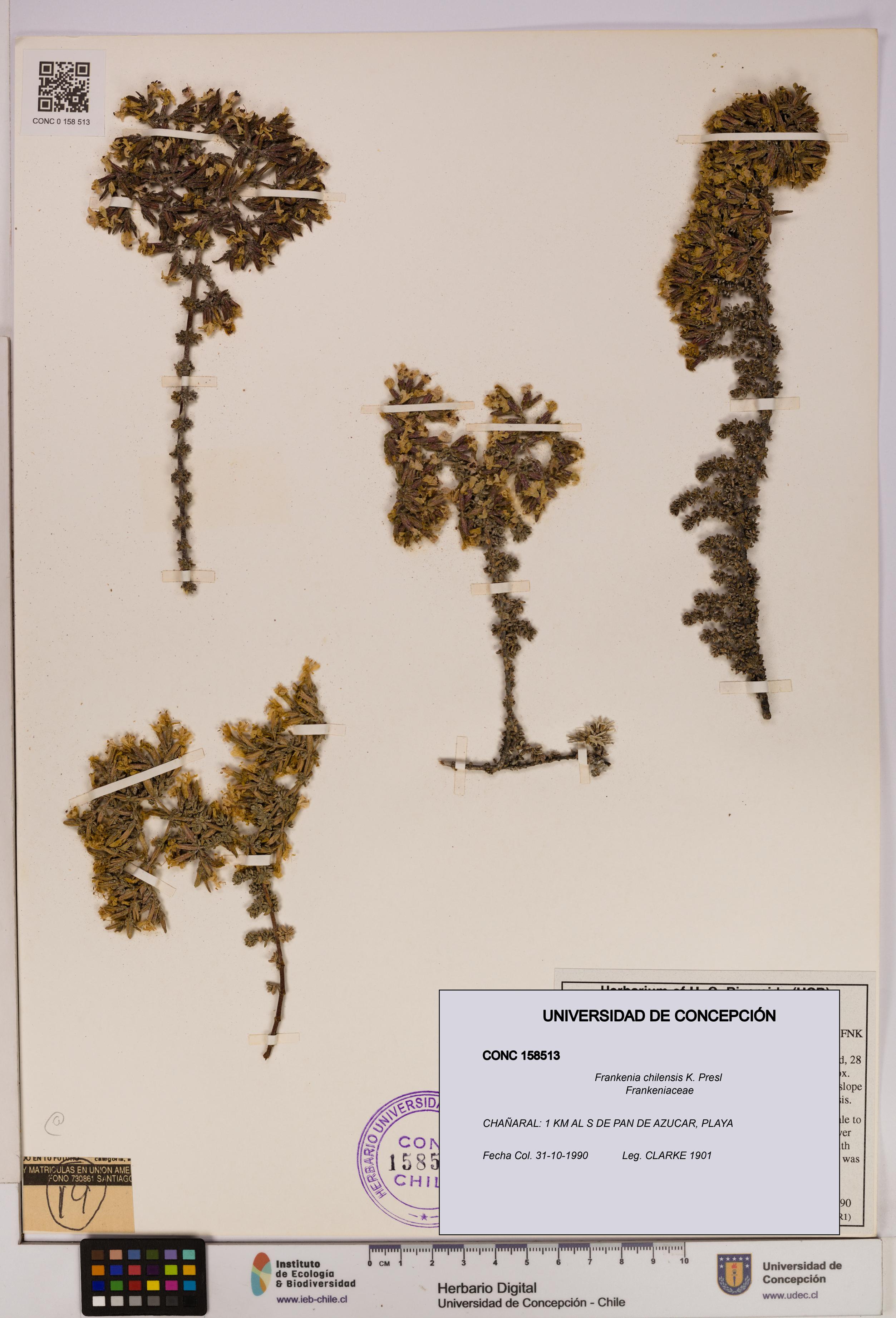 Frankenia chilensis [Espécimen: UDEC:CONC:0158513]