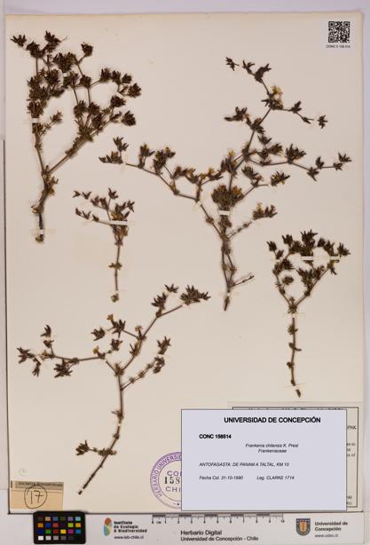 Frankenia chilensis [Espécimen: UDEC:CONC:0158514]