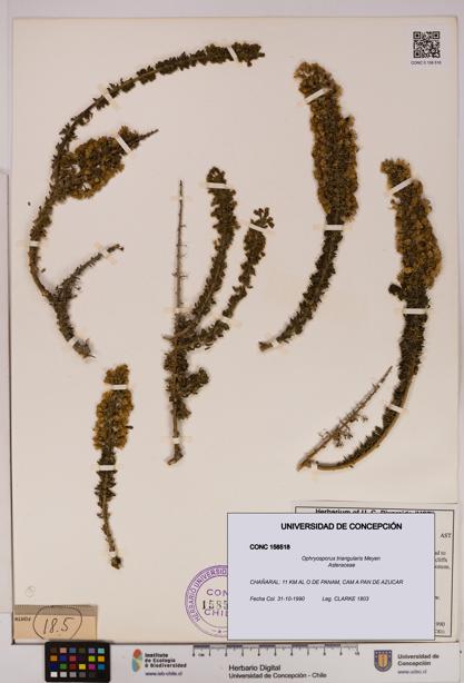 Ophryosporus triangularis [Espécimen: UDEC:CONC:0158518]