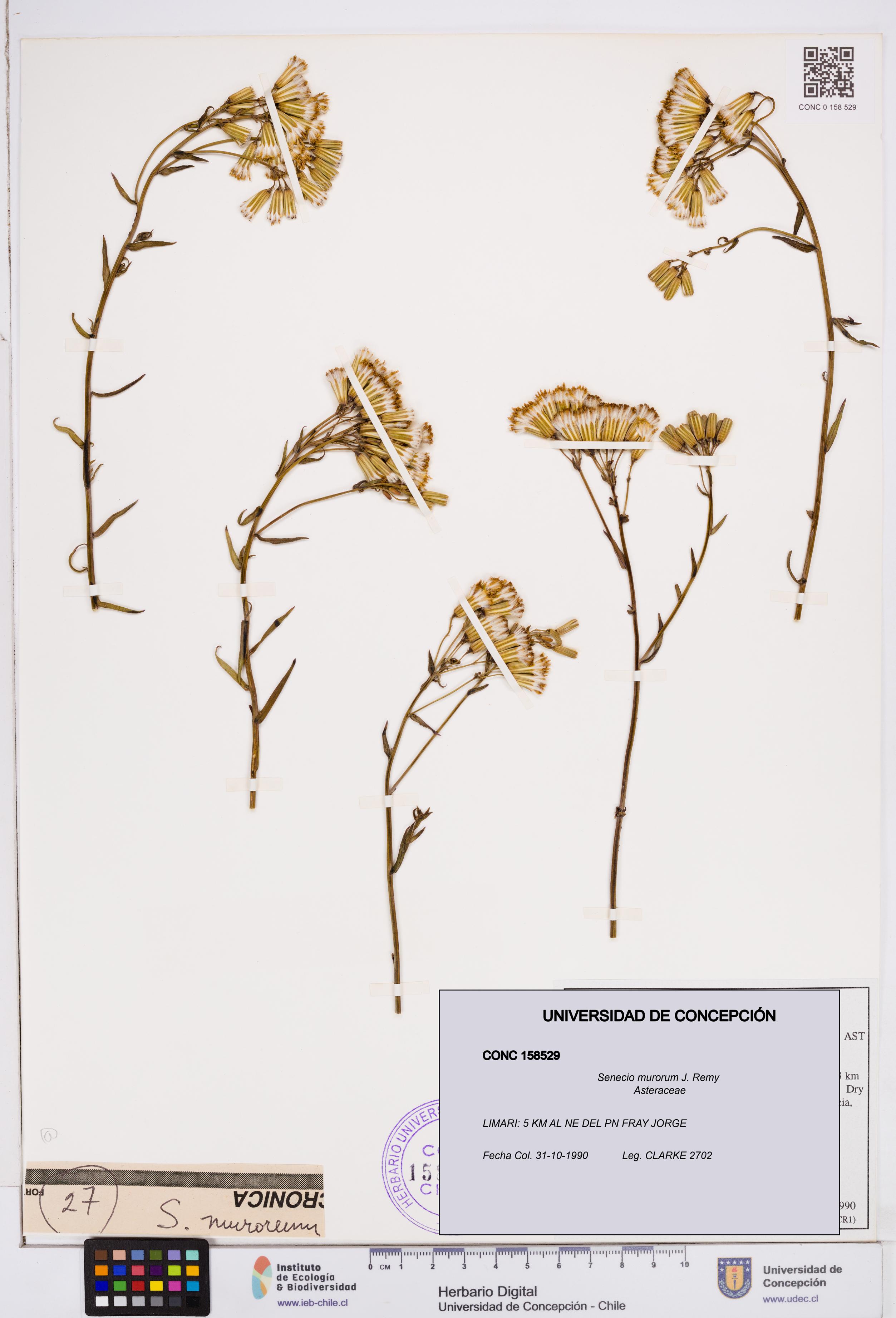Senecio murorum [Espécimen: ]