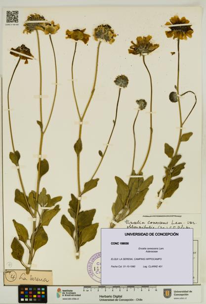 Encelia canescens [Espécimen: UDEC:CONC:0158530]