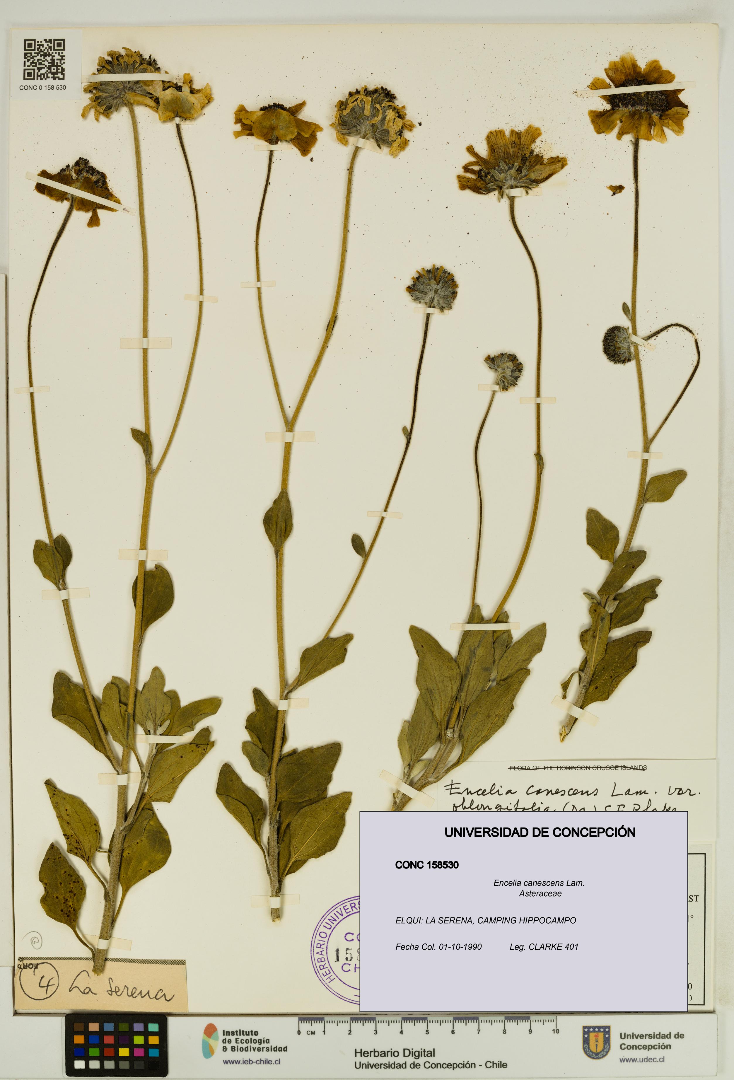 Encelia canescens [Espécimen: UDEC:CONC:0158530]