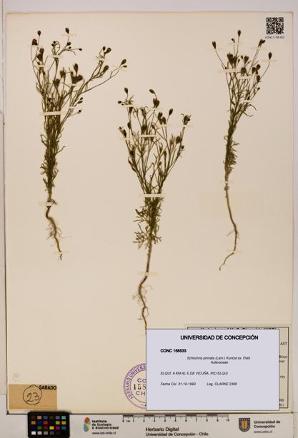 Schkuhria pinnata [Espécimen: UDEC:CONC:0158533]