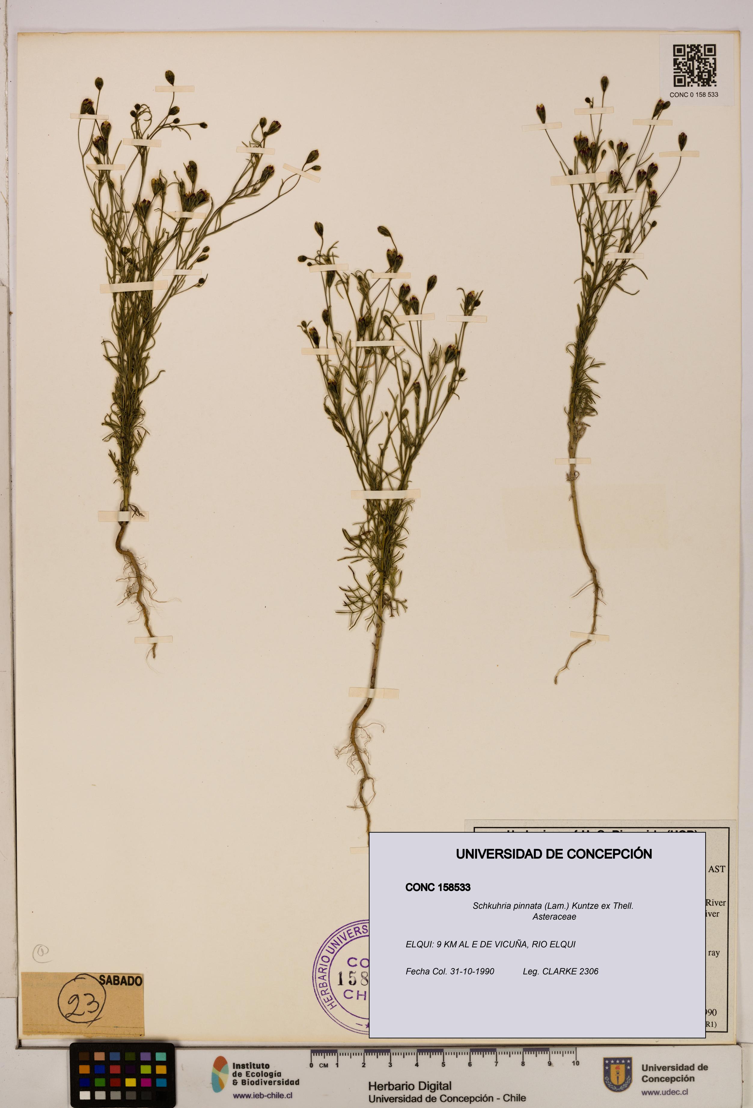 Schkuhria pinnata [Espécimen: UDEC:CONC:0158533]